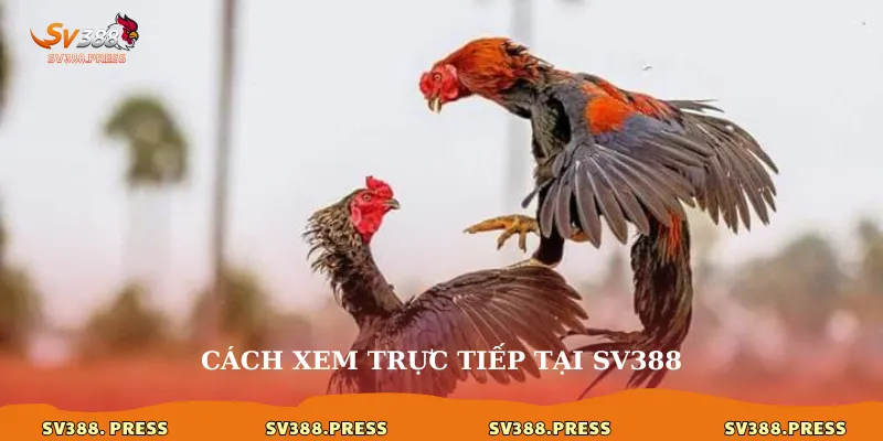 Cách xem trực tiếp tại sv388