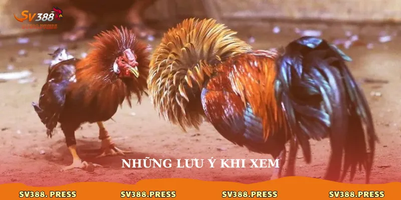 Những lưu ý khi xem