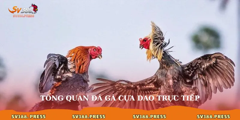 Đá Gà Cựa Dao Trực Tiếp: Đỉnh Cao Của Trận Chiến Máu Lửa 2025 2 Tổng quan đá gà cựa dao trực tiếp