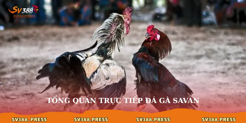 Tổng quan trực tiếp đá gà savan